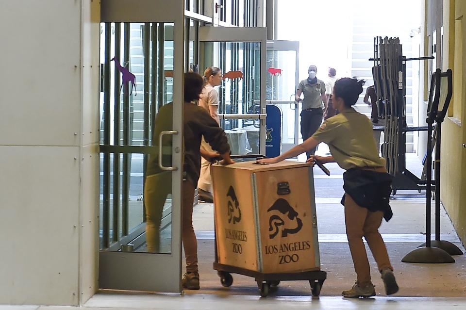 Staff at the Los Angeles Zoo move birds into an indoor classroom to protect them from the smoke from a wildfire in nearby Griffith Park on Friday. (Photo: ROBYN BECK via Getty Images)