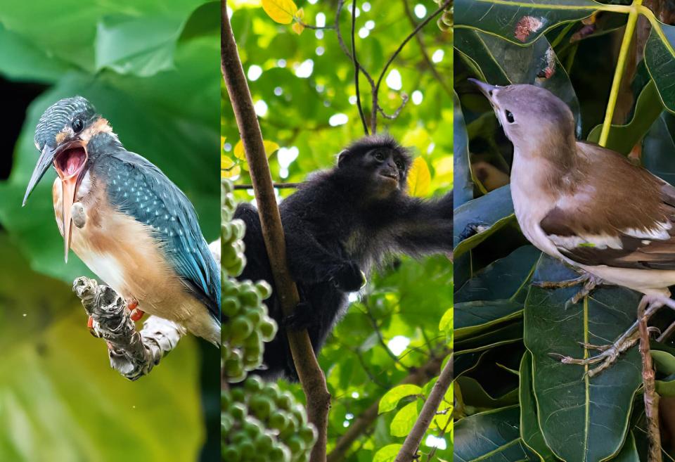 Common kingfisher, Raffles' banded langur, and Daurian starling. (Photos: Andrew Hunt, Law Jia Bao, Kenneth Cheong)