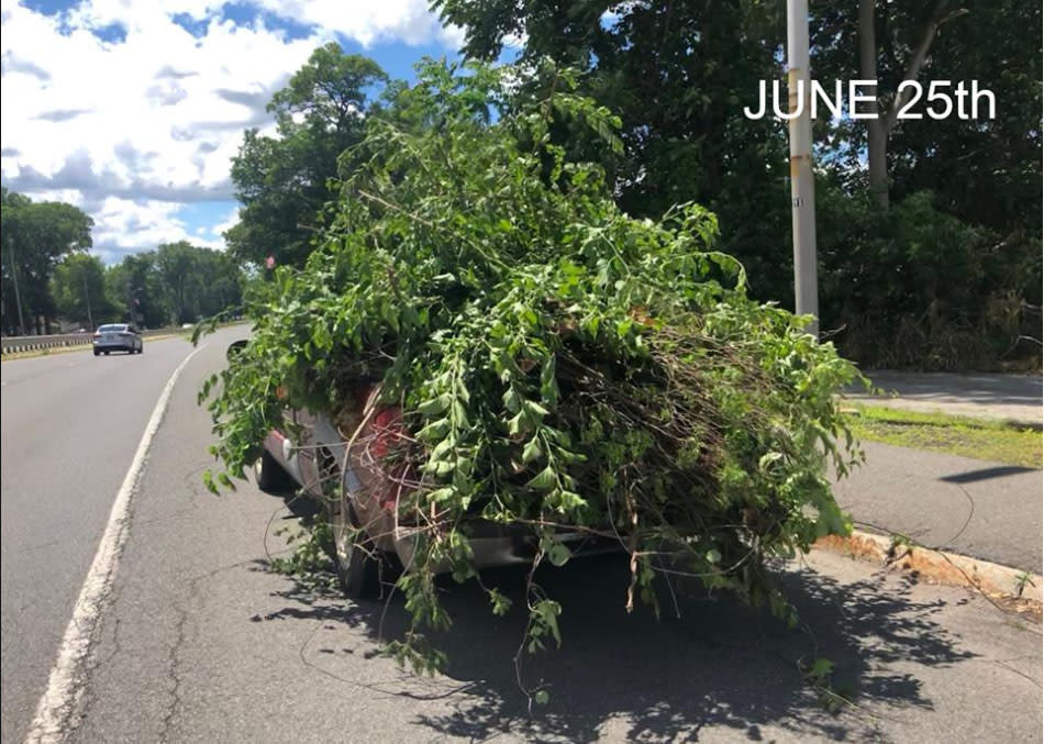 Just five days later, the same man was caught for driving with a ute tray full of leafy branches. Source: Chicopee Police Department / Facebook