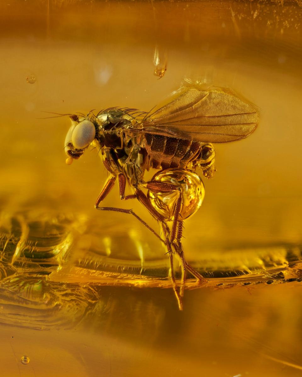 Nikon Small World 40 million year old gnat in amber