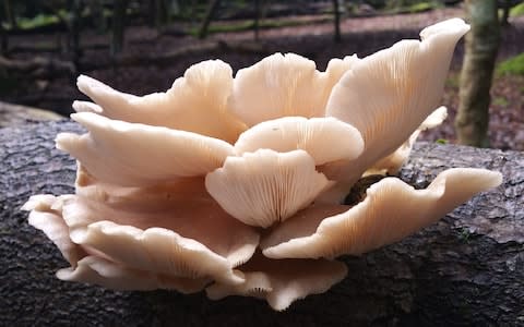 oyster mushroom - Credit: John Wright