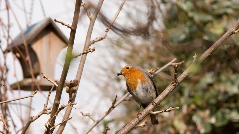 Birds often use nest boxes as winter shelters.