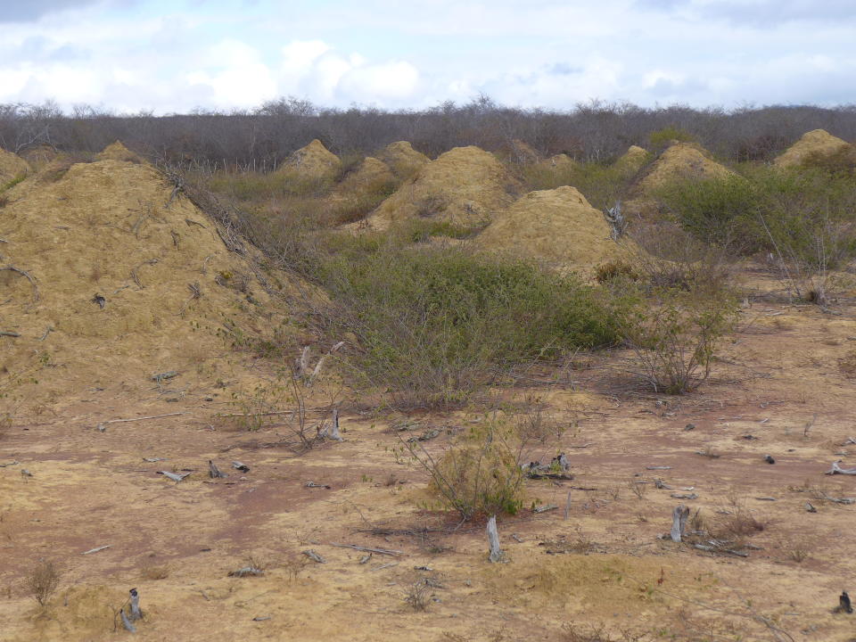 <p>Millions of termite mounds built by a single species are as old as the pyramids and cover an area bigger than Great Britain. </p>