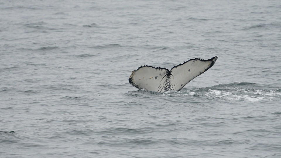 Conor Knighton's photo of a humpback whale's fluke during a trip off Monterey. / Credit: Conor Knighton