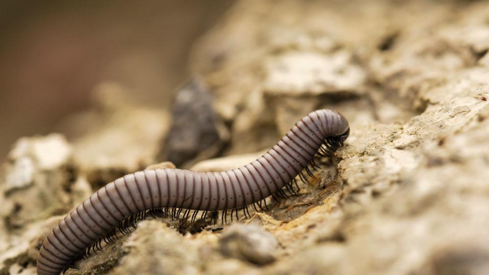 Long black Millipede — Best small pets