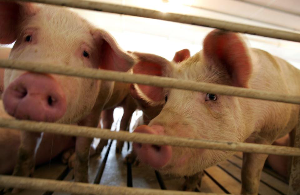 Pigs roam in their pens on Jeff Schmitt's farm in Holy Cross, Iowa, Wednesday, April 29, 2009.