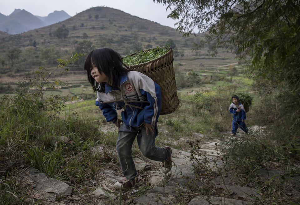 Luo Hongni, a la izquierda, de 11 años, y su hermano Luo Gan, de 10, trabajan en el campo de Anshun, China (Photo: Kevin Frayer/Getty Images)