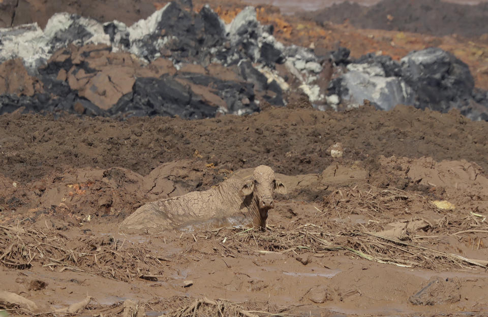 FILE - In this Jan. 27, 2019 file photo, a cow sits stuck after a dam collapsed in Brumadinho, Brazil. The wave of mud and debris that on Jan. 25, 2019 buried the equivalent of 300 soccer pitches and killed 270 people, continues to barrel over residents’ minds, the local economy and the environment, one year later. (AP Photo/Andre Penner, File)