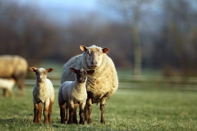 International Exposé: Sheep Killed, Punched, Stomped on, and Cut for Wool