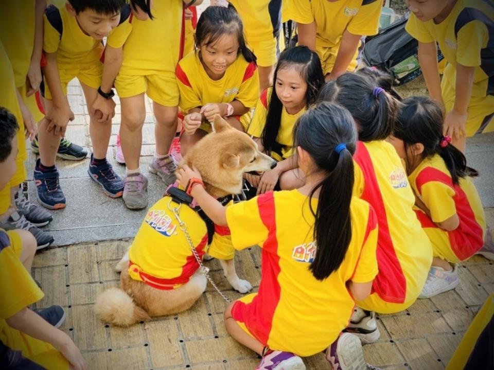 《圖說》新北市校園犬貓影片甄選活動第1名為自強國小「萌萌與陶皂」，校犬萌萌。〈動保處提供〉