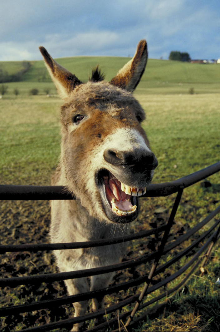 Laughing donkey