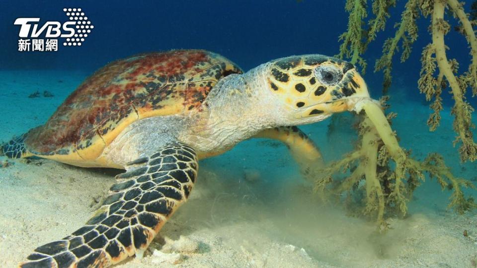 在每年11月至隔年3月，藻類帶毒性，而海龜及其他海洋生物都以藻類為食。（示意圖／shutterstock達志影像）