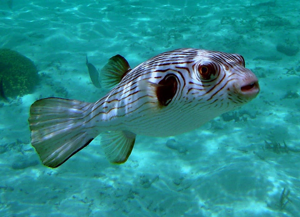 Baiacu O baiacu é o segundo vertebrados mais venenosas do planeta. Pescadores recomendam o uso de luvas grossas para evitar o envenenamento e o risco de ser mordido ao remover o gancho. O veneno de um baiacu, que não tem antídoto, mata por paralisar o diafragma, causando asfixia.