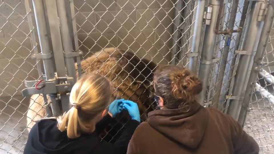 奧克蘭動物園（Oakland Zoo）為為園內高危動物接種疫苗，包括老虎、熊、美洲獅和雪貂。
