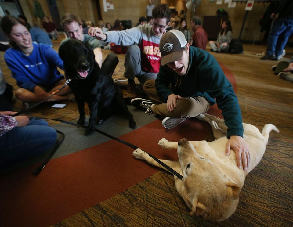 Iowa State University sophomore Griffin Game and Timothy Schmitt pet a therapy dog ​​at the “Barks at Parks” event at the university's Parks Library on Monday, April 29, 2024, in Ames, Iowa.  the finals of Preparatory Week petting certified therapy dogs.