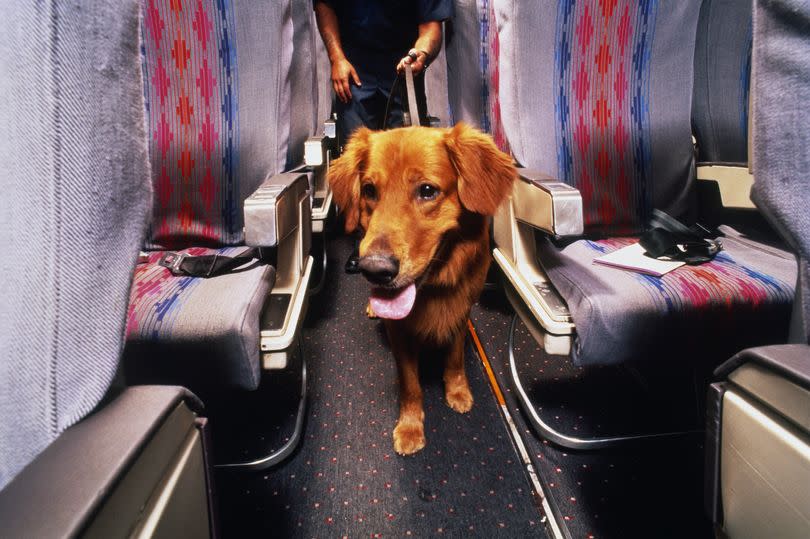 Dog on a plane