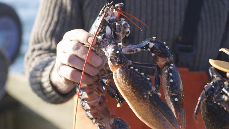 Fisherman holding la live lobster