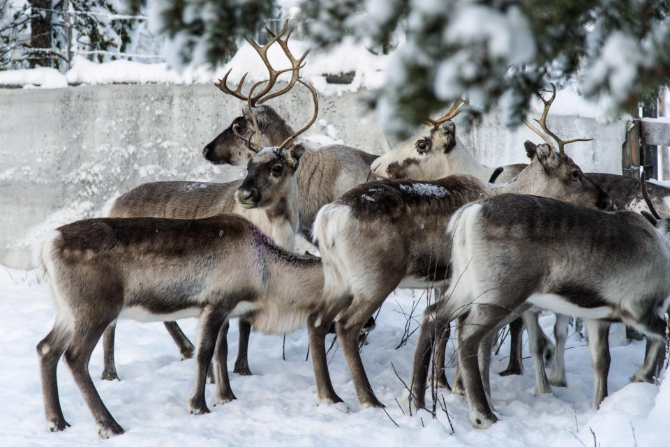 In this Saturday, Nov. 30. 2019 photo, reindeer in a corral at Lappeasuando near Kiruna await to be released onto the winter pastures. Global warming is threatening reindeer herding in Sweden’s arctic region as unusual weather patterns jeopardize the migrating animals’ grazing grounds as rainfall during the winter has led to thick layers of snowy ice that blocks access to food. (AP Photo/Malin Moberg)