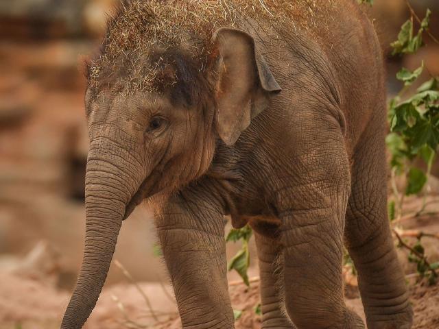 Saving Baby Elephants from a Deadly Herpes Virus, Latest Science News and  Articles