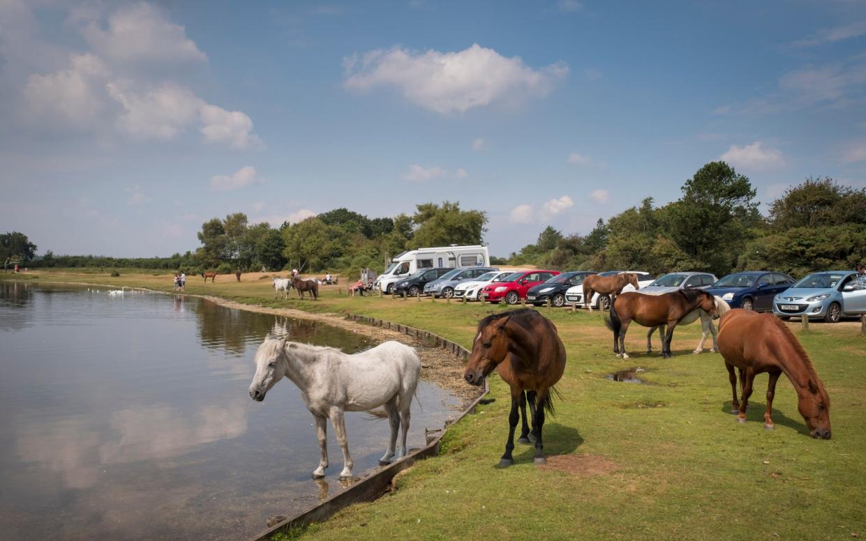 New Forest ponies