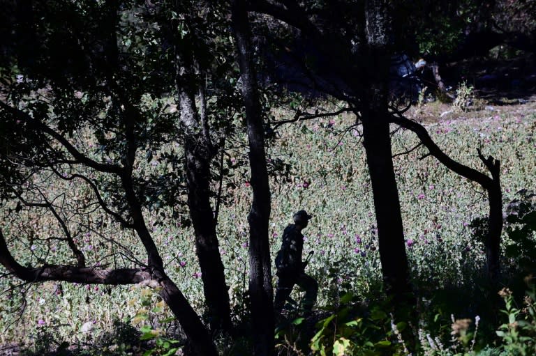 Farmers in Mexico's 'Golden Triangle' started to grow more poppies than marijuana since several US states began to legalize pot consumption in 2012