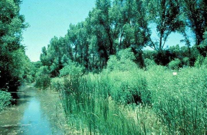 Cottonwoods and willows sprang from the ground when cattle were temporarily removed from grazing along the San Pedro river, Chris Bugbee said. This photo was taken in 1991, barely four years after grazing was halted.