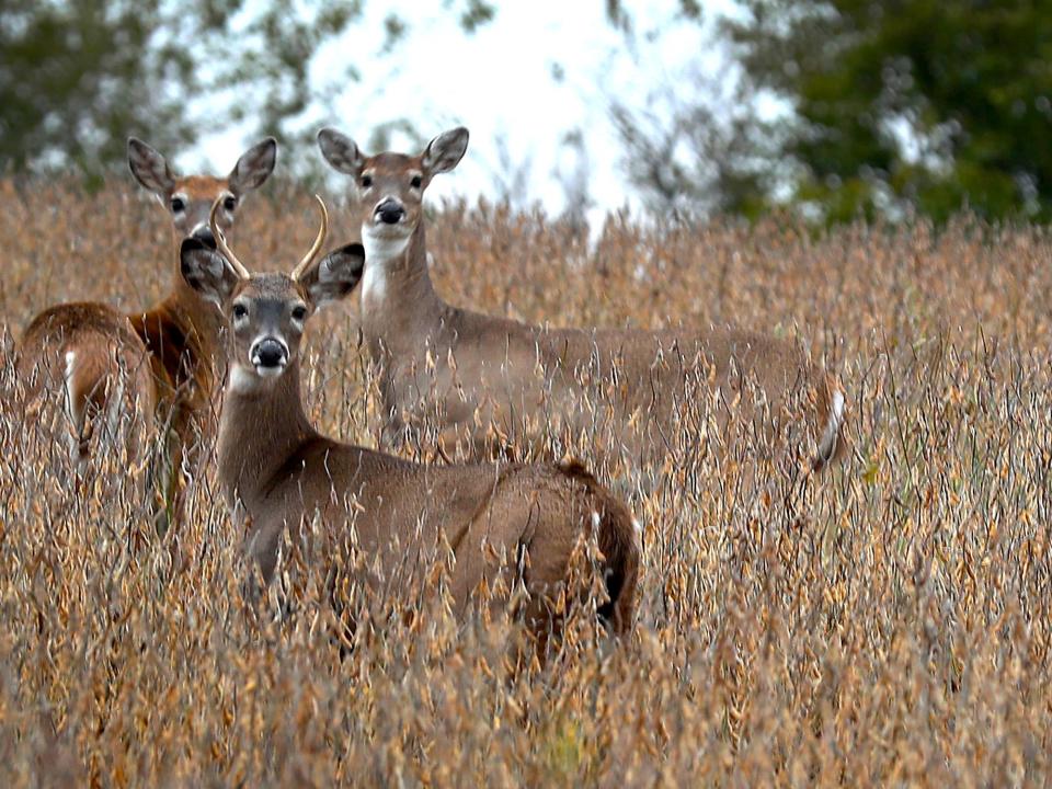 Three deer in a grassy field in Iowa looking towards the camera