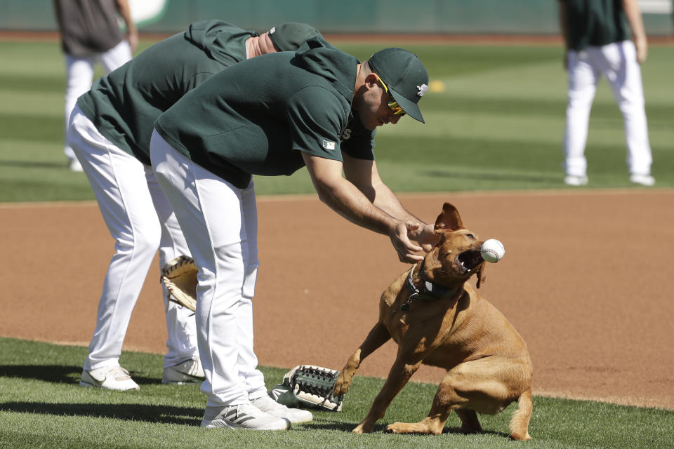 Oakland Athletics center fielder Ramon Laureano plays with grounds crew dog Reba during baseball practice in Oakland, Calif., Tuesday, Oct. 1, 2019. The Athletics are scheduled to face the Tampa Bay Rays in an American League wild-card game Wednesday, Oct. 2. (AP Photo/Jeff Chiu)