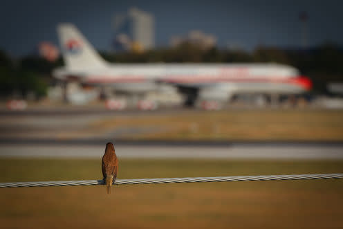 <span class="caption">Keeping its distance.</span> <span class="attribution"><a class="link " href="https://www.shutterstock.com/image-photo/bird-looking-airplane-474366367?src=ZzRYtnf_OVTWofTzKuNbdA-2-45" rel="nofollow noopener" target="_blank" data-ylk="slk:Sudpoth Sirirattanasakul/Shutterstock;elm:context_link;itc:0;sec:content-canvas">Sudpoth Sirirattanasakul/Shutterstock</a></span>