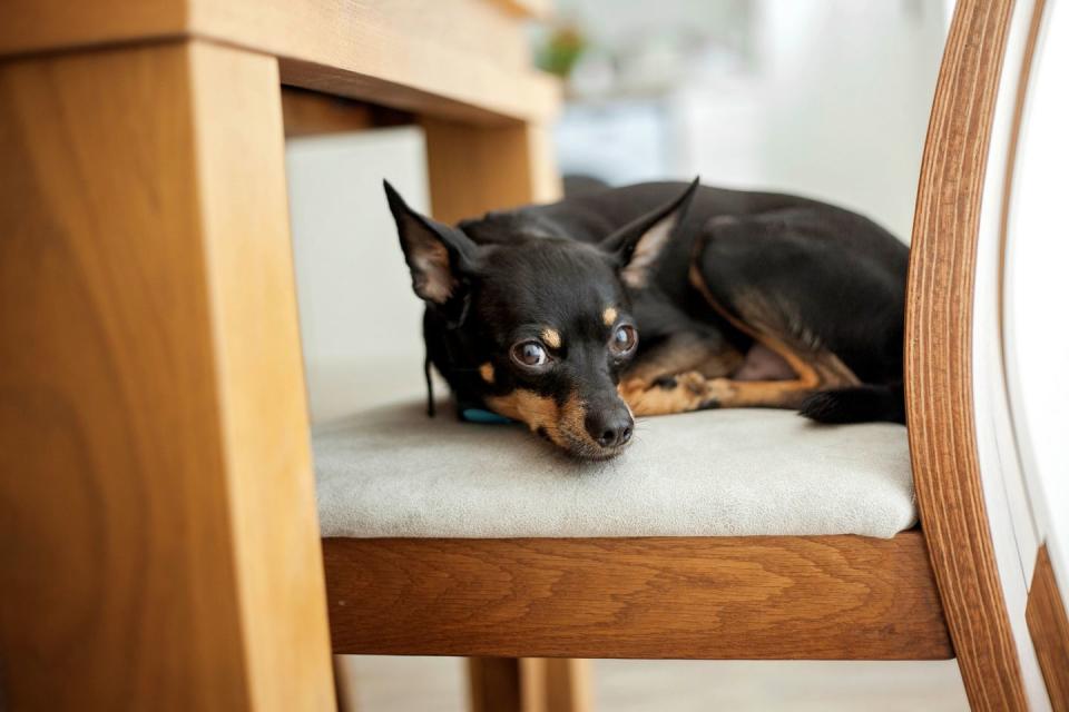 best small dog breeds miniature pinscher