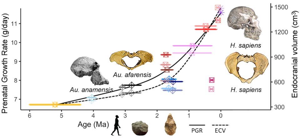 Using the new equation, researchers found that prenatal growth rates increased over millions of years of human and hominid evolution. Tesla Monson, <a href="http://creativecommons.org/licenses/by-nd/4.0/" rel="nofollow noopener" target="_blank" data-ylk="slk:CC BY-ND;elm:context_link;itc:0;sec:content-canvas" class="link ">CC BY-ND</a>