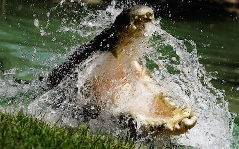 A Saltwater Crocodile is pictured at the Australian Reptile Park in Sydney  - Credit:  Ian Waldie/Getty Images