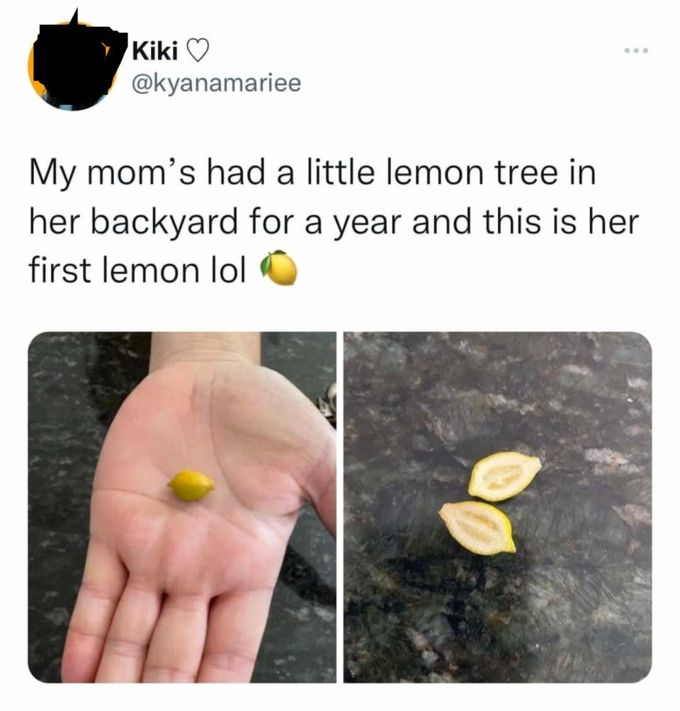 a very tiny lemon the poster's mother grew