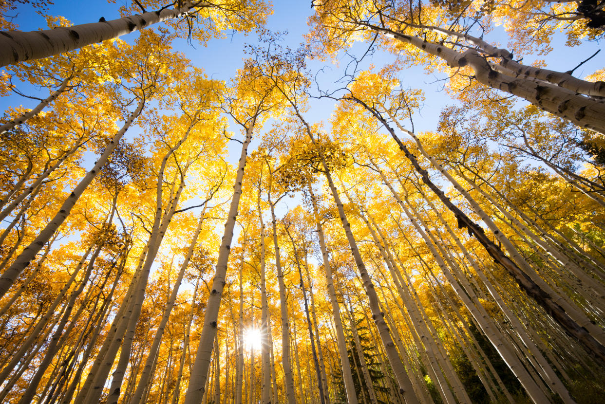 autumn aspen trees looking up