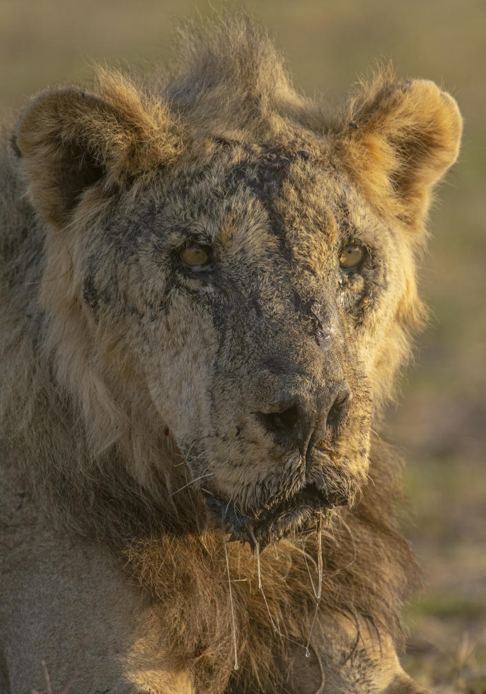 This photo provided by Lion Guardians shows the male lion named "Loonkiito" in Amboseli National Park, in southern Kenya on Feb. 20, 2023. One of Kenya's oldest wild lions, Loonkiito, 19, was killed by herders and the government has expressed concern as six more lions were speared at another village on Saturday, May 13, 2023, bringing to 10 the number killed the previous week alone. (Philip J. Briggs/Lion Guardians via AP)