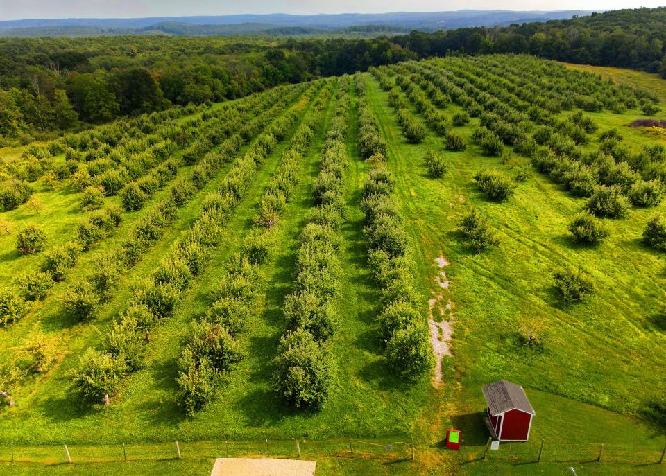 The pick-your-own apple section of the Brookfield Orchards in North Brookfield was hard-hit by the May freeze and there are no apples there. The trees are located in a lower elevation section of the farm and hardest-hit by the weather. Other sections in higher elevations still have apples that will be available at the store.