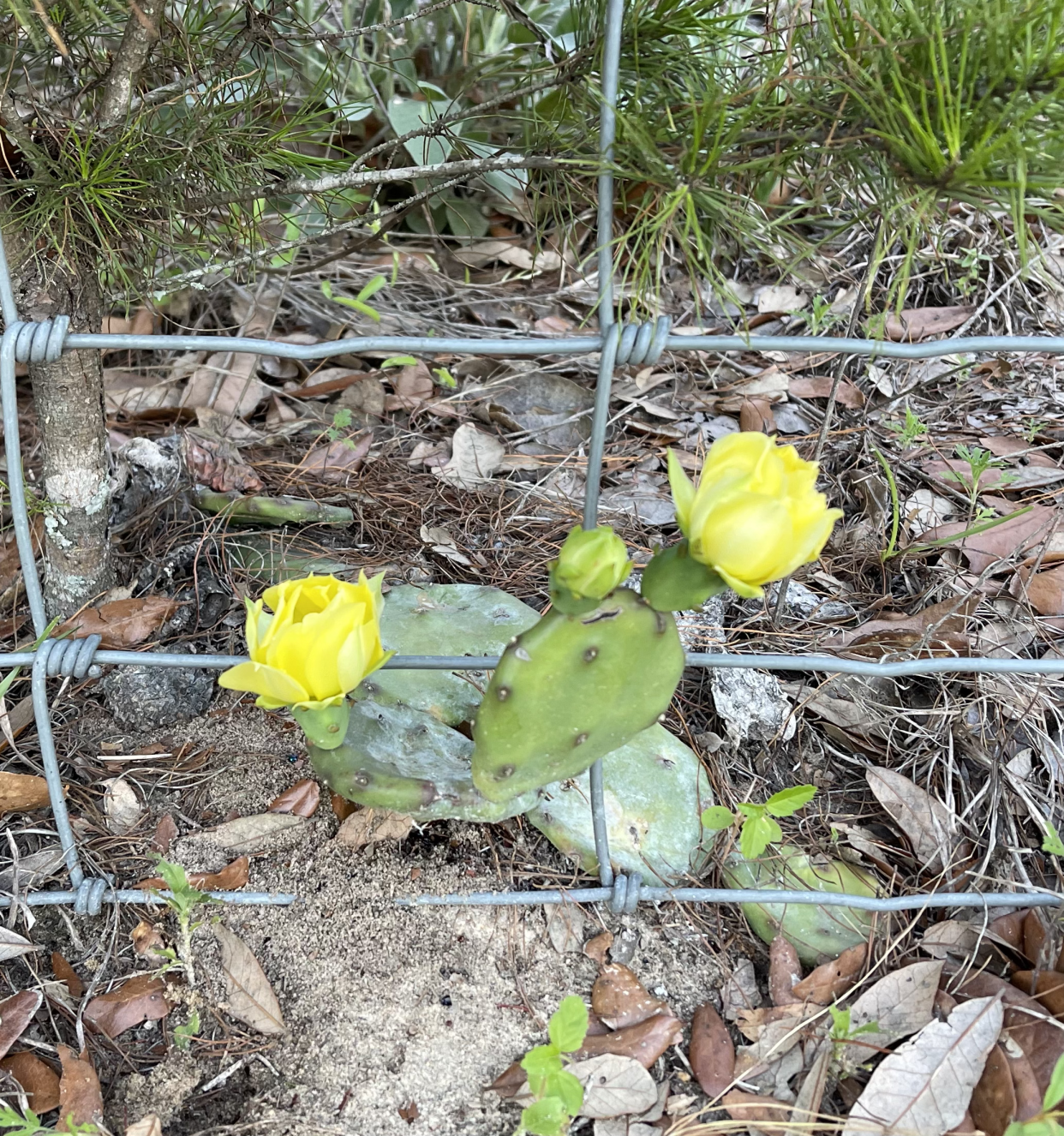 Cactus flowers seen on a walk.