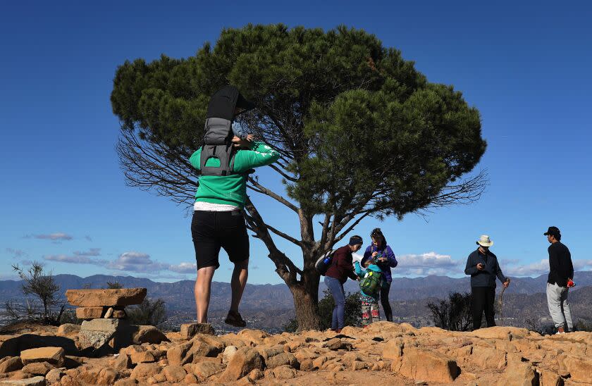 LOS ANGELES-CA - NOVEMBER 9, 2022: Hikers visit the Wisdom Tree in Griffith Park on Wednesday, November 9, 2022. (Christina House / Los Angeles Times)