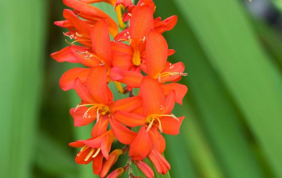 Montbretia (Crocosmia x crocosmiflora) - Clare Gainey / Alamy 