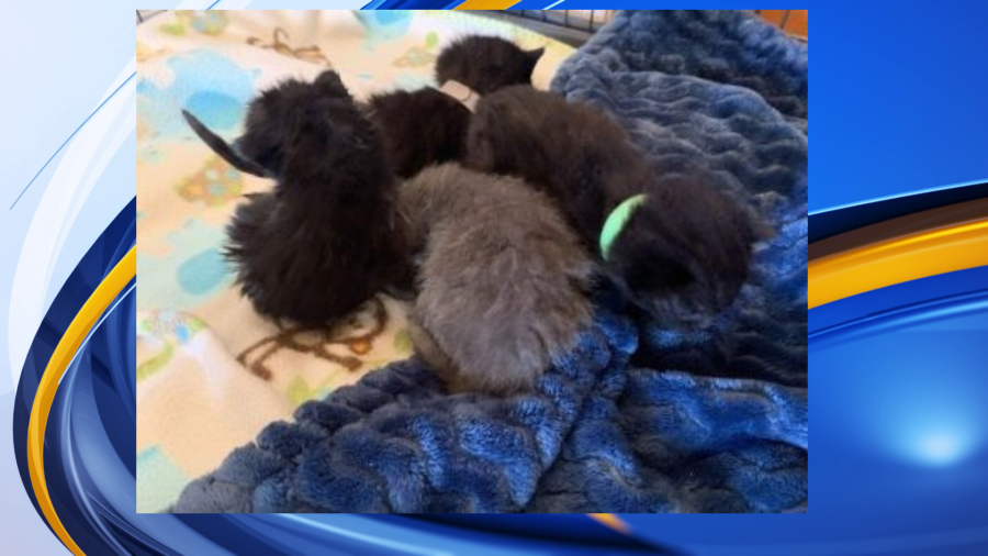 Kittens abandoned last week at Capital Area Humane Society are “looking great.” (Courtesy Photo CAHS)