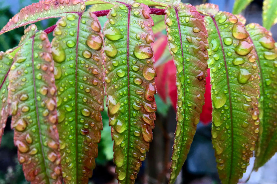 Raindrops on a leaf in Wernigerode, Germany,