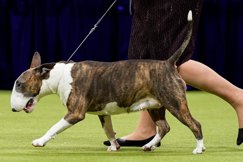 Frankie, a colored bull terrier, waks during the terrier group competition at the 148th Westminster Kennel Club dog show, Tuesday, May 14, 2024, in New York. | Julia Nikhinson