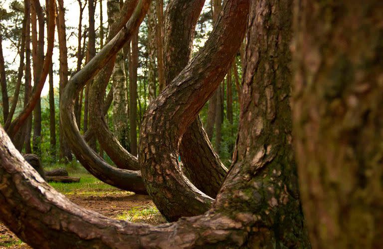 Los extraños árboles del bosque torcido en Polonia.