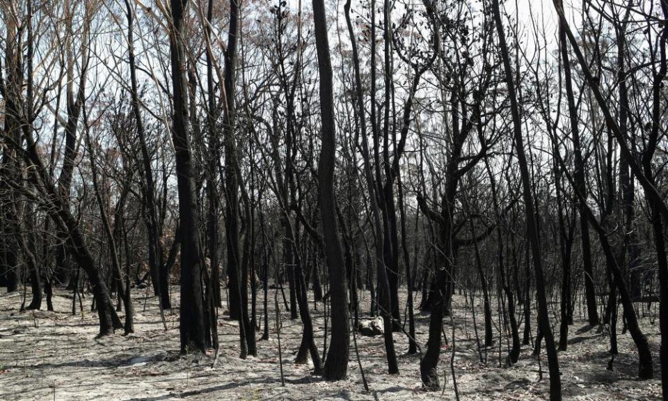 Charred trees in a patch of forest burnt during the recent bushfires near Batemans Bay, New South Wales, Australia, January 22, 2020.