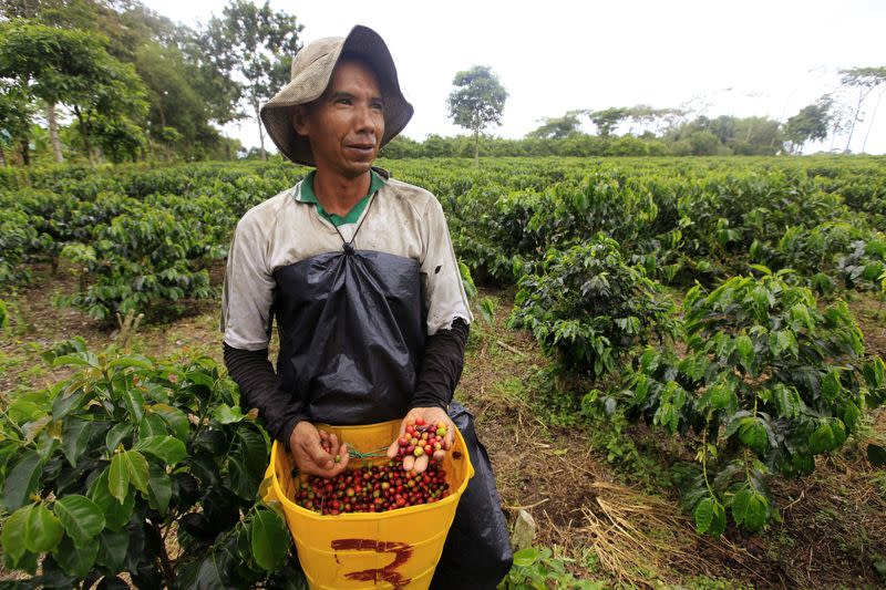 Foto de archivo. Un caficultor recolecta café en una plantación cerca al municipio de Montenegro, en el departamento del Quindío