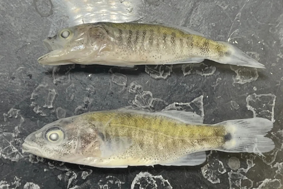 FILE - Juvenile smallmouth bass sit at a National Park Service laboratory near Page, Ariz., July 1, 2022. The National Park Service will renew efforts to rid an area of the Colorado River in northern Arizona of invasive fish by killing them with a chemical treatment, the agency said Friday, Aug. 18, 2023. It’s the latest tactic in an ongoing struggle to keep non-native smallmouth bass and green sunfish at bay below the Glen Canyon Dam and to protect a threatened native fish, the humpback chub. (Jeff Arnold/National Park Service via AP, File)