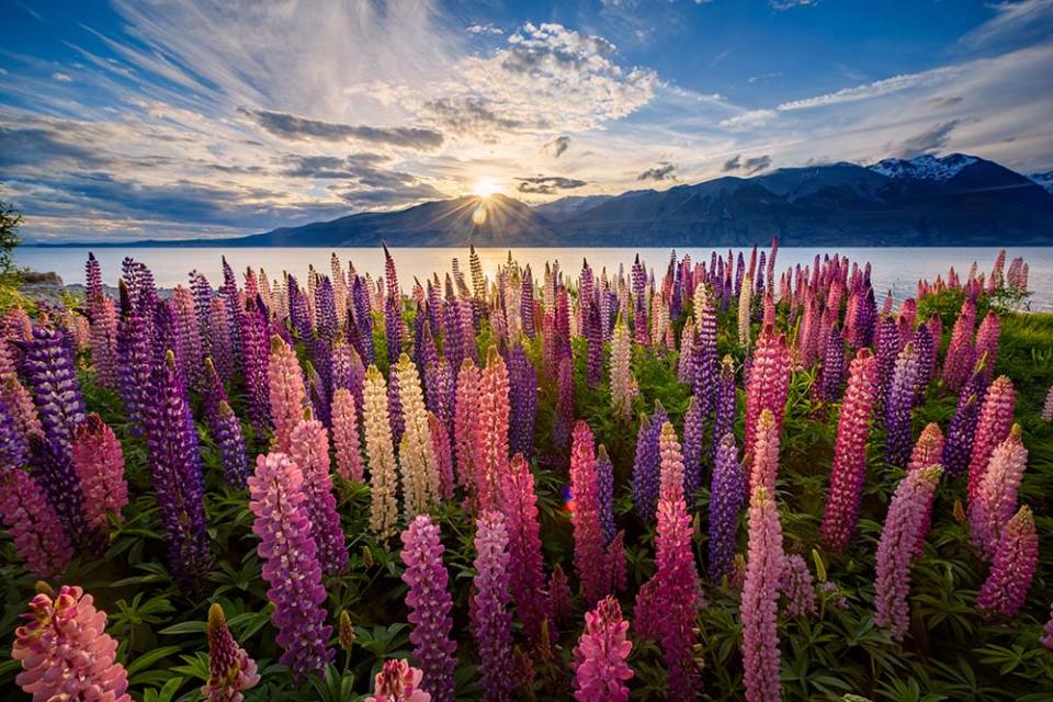 紐西蘭南島的魯冰花（Image Source : Getty Creative）