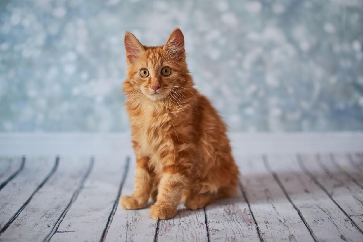 orange cat breeds american bobtail cat