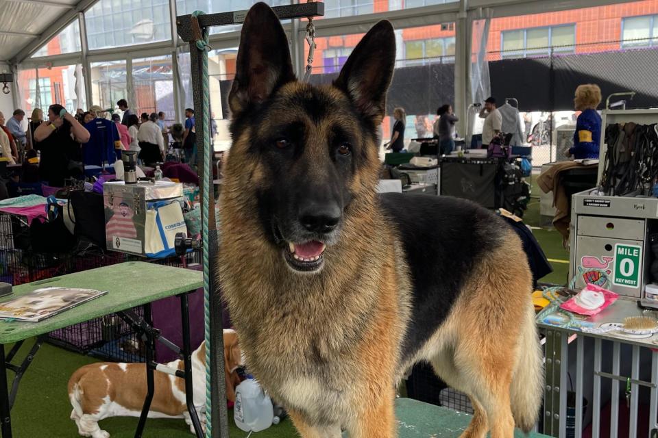 German shepherd stands on grooming table at Westminster Dog Show