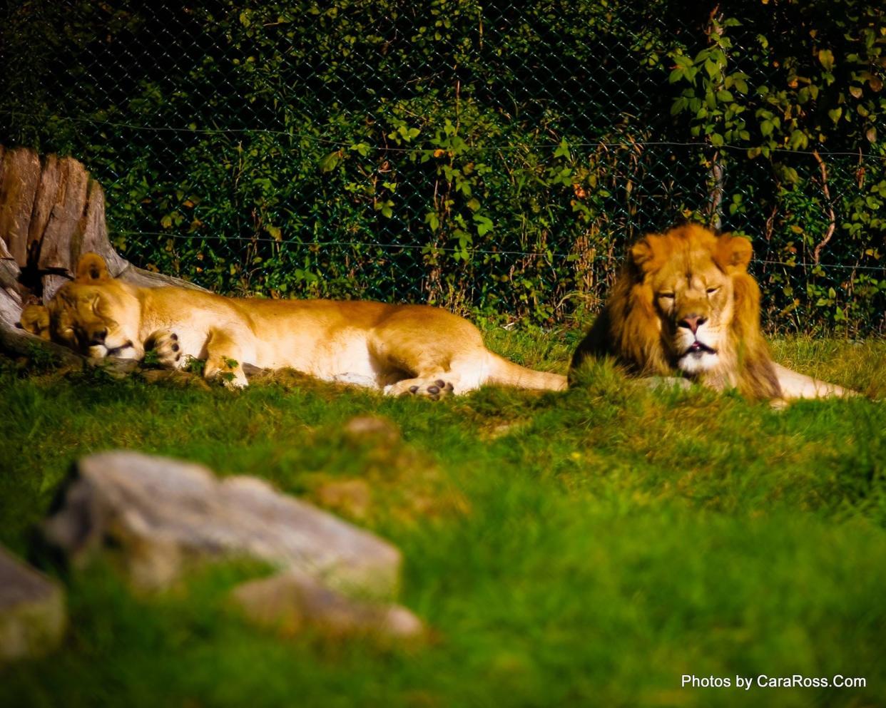 York's Wild Kingdom returns for the summer season May 25, 2024, with popular animal exhibits like its two lions.